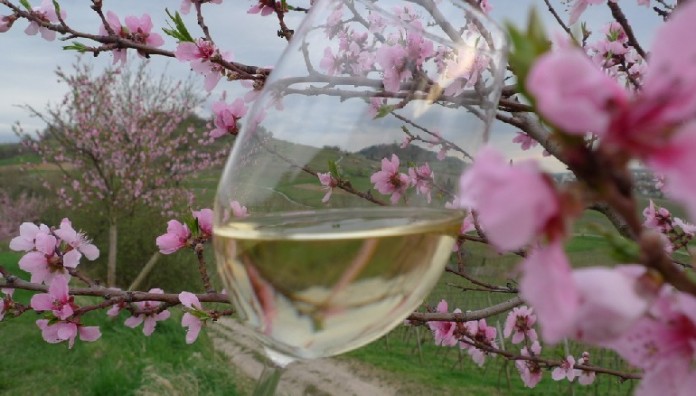 Wenn bei der Auftaktveranstaltung, dem „Bergsträßer Weintreff“ (26. April, 15 bis 21 Uhr), der junge Jahrgang den Gaumen kitzelt, sind die Winzer vor Ort und informieren über ihren Wein und über ihre Arbeit in Weinberg und Keller.